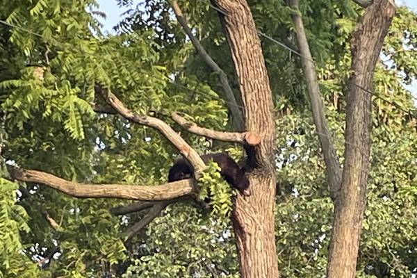 Black bear to be released in Maryland after roaming Northeast DC Friday morning