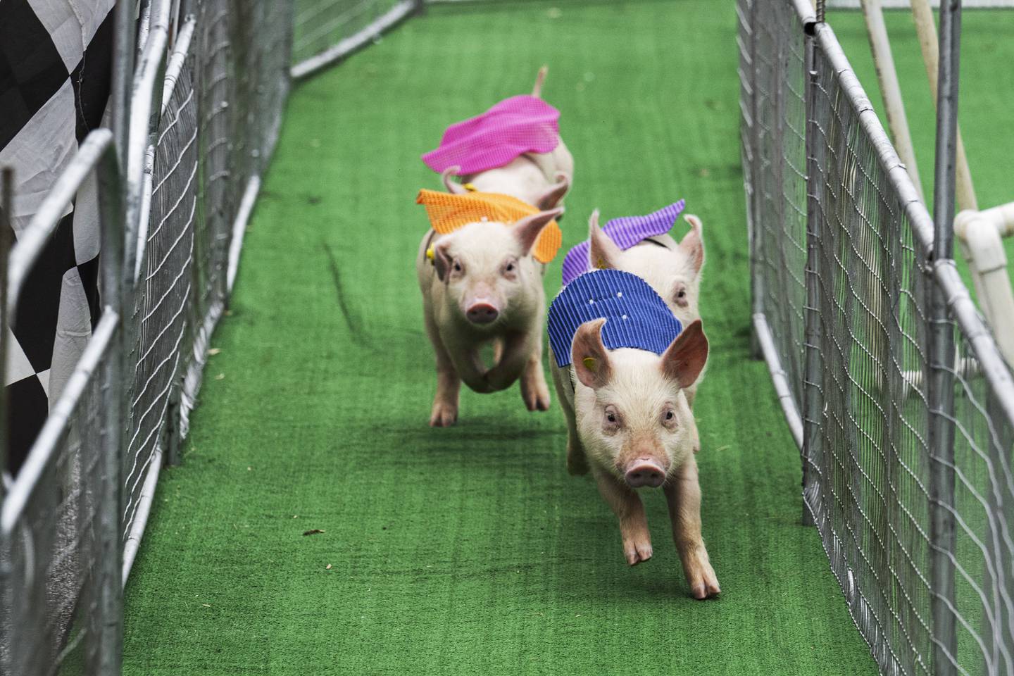A group of pigs race during the Pigtown Festival in Baltimore, MD on September 30, 2023.