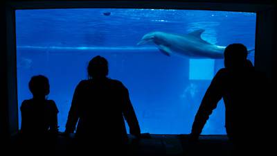 Letters: National Aquarium’s dolphin sanctuary plan merits praise