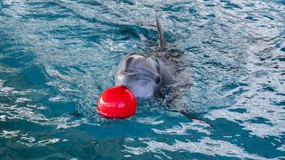 Fastest way to muffle a marine biologist? Ask them about captive dolphins