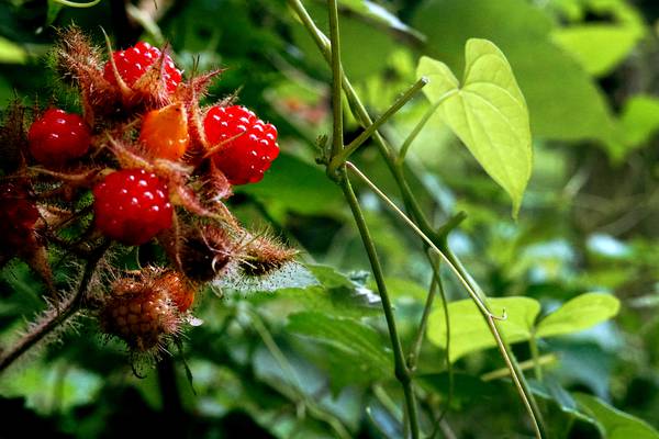 Wineberries may be a nonnative species, but they’re here in abundance — and they’re delicious