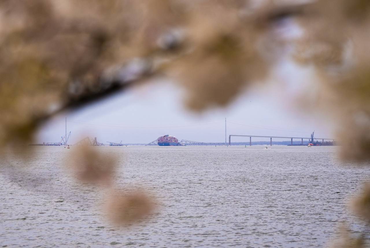 The remnants of the Key Bridge is viewed through the cherry blossoms at Fort McHenry on March 30, 2024.