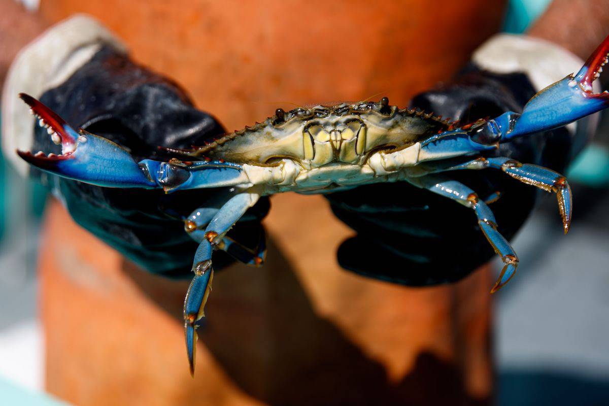 Why the Chesapeake Bay's beloved blue crabs are at an all-time low - The  Baltimore Banner