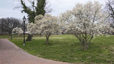 St. Mary's Park Cherry Trees
