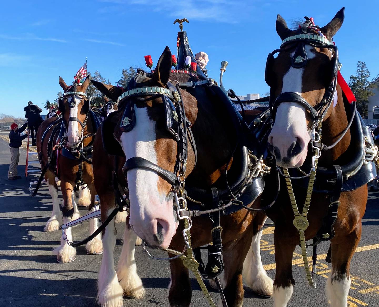 The Budweiser Clydesdales will be in Annapolis Tuesday and Wednesday for the Military Bowl.
