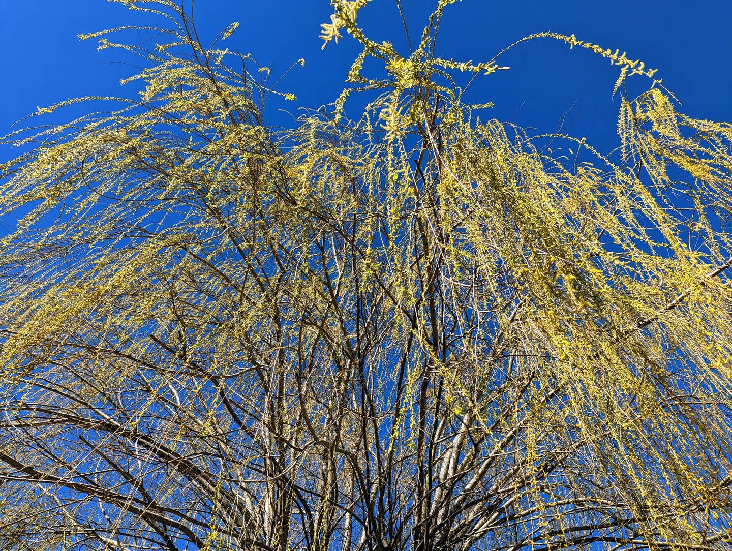 The willows are breaking out in spring green, a color so young it's still really yellow.