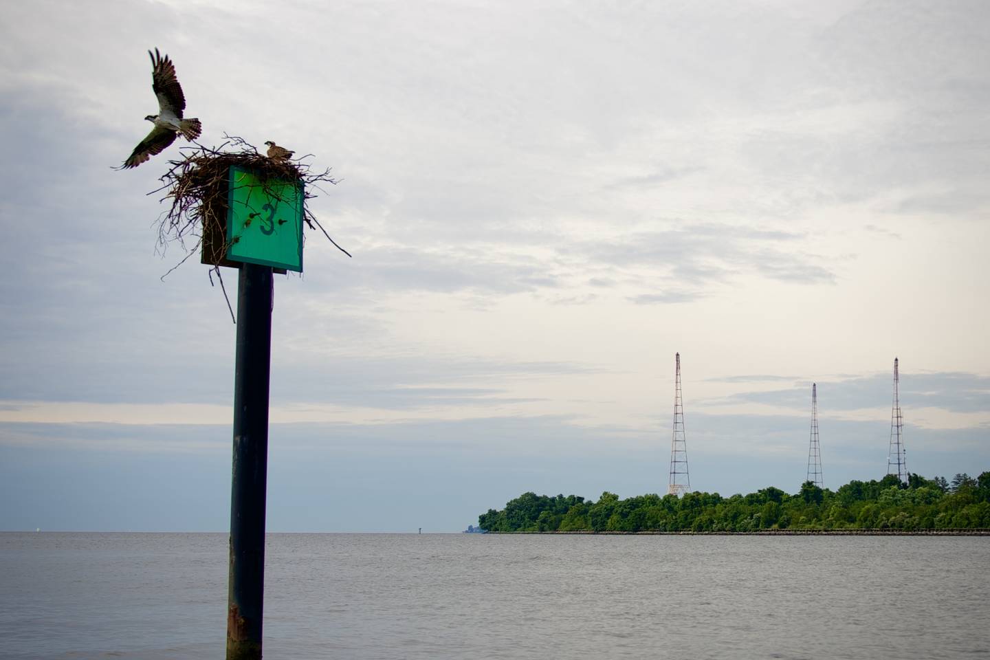 An osprey takes off from its nest perched on a navigation pole erected in the Severn River, with the remaining three of nineteen now-defunct communications towers standing aloft on Greenbury Point.