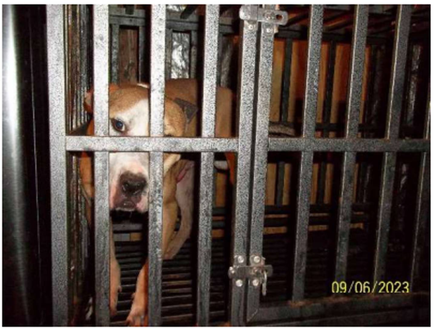 A caged dog was one five seized from Frederick Douglass Moorefield Jr.'s home in Arnold during an investigation of a regional dogfighting ring. Another seven were seized from the Glen Burnie home or Mario Damon Flythe. Both men face federal charges.