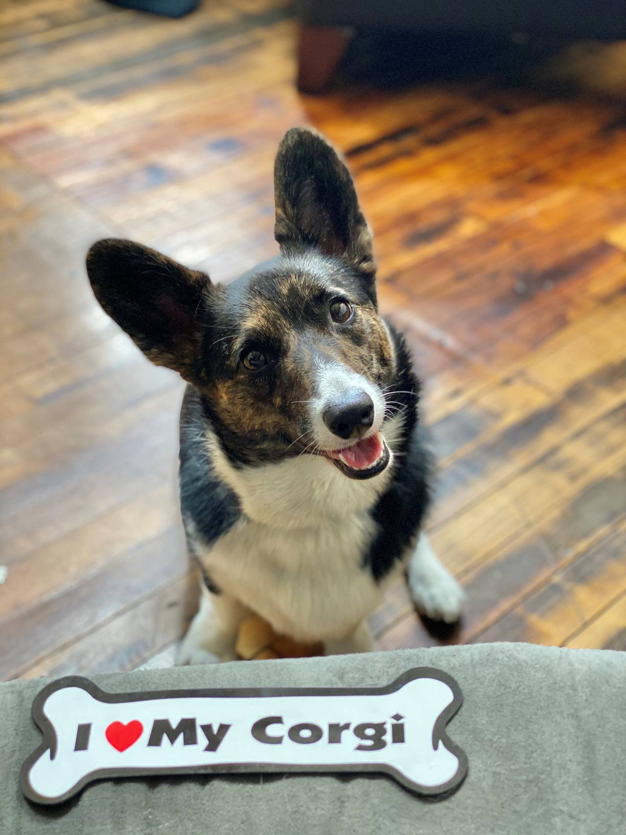 As if Chichi the corgi needs anymore praise and attention, her pet parents continue to buy corgi merchandise whenever they can.