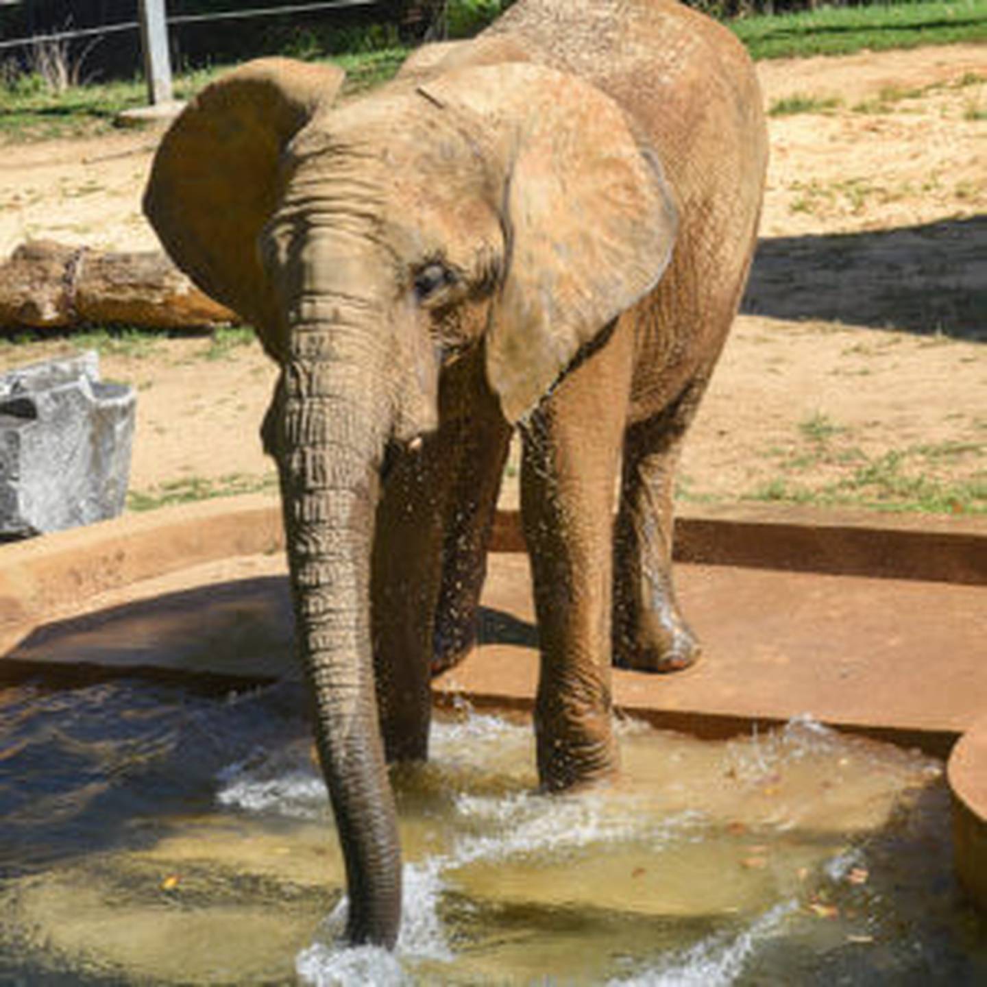 Samson the bull elephant is proving he’s lucky twice.
The 15-year-old African bull elephant at the Maryland Zoo survived a second bout with a strain of the Elephant Endotheliotropic Herpesvirus (EEHV6), the zoo said Friday in a statement.