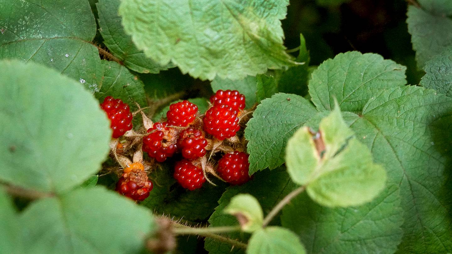 The noxious invasive raspberry called the wineberry, edible and delicious, grow everywhere, including Druid Hill Park.  The look similar to regular raspberries and are from Asia and introduced as hybridize with American raspberries.
