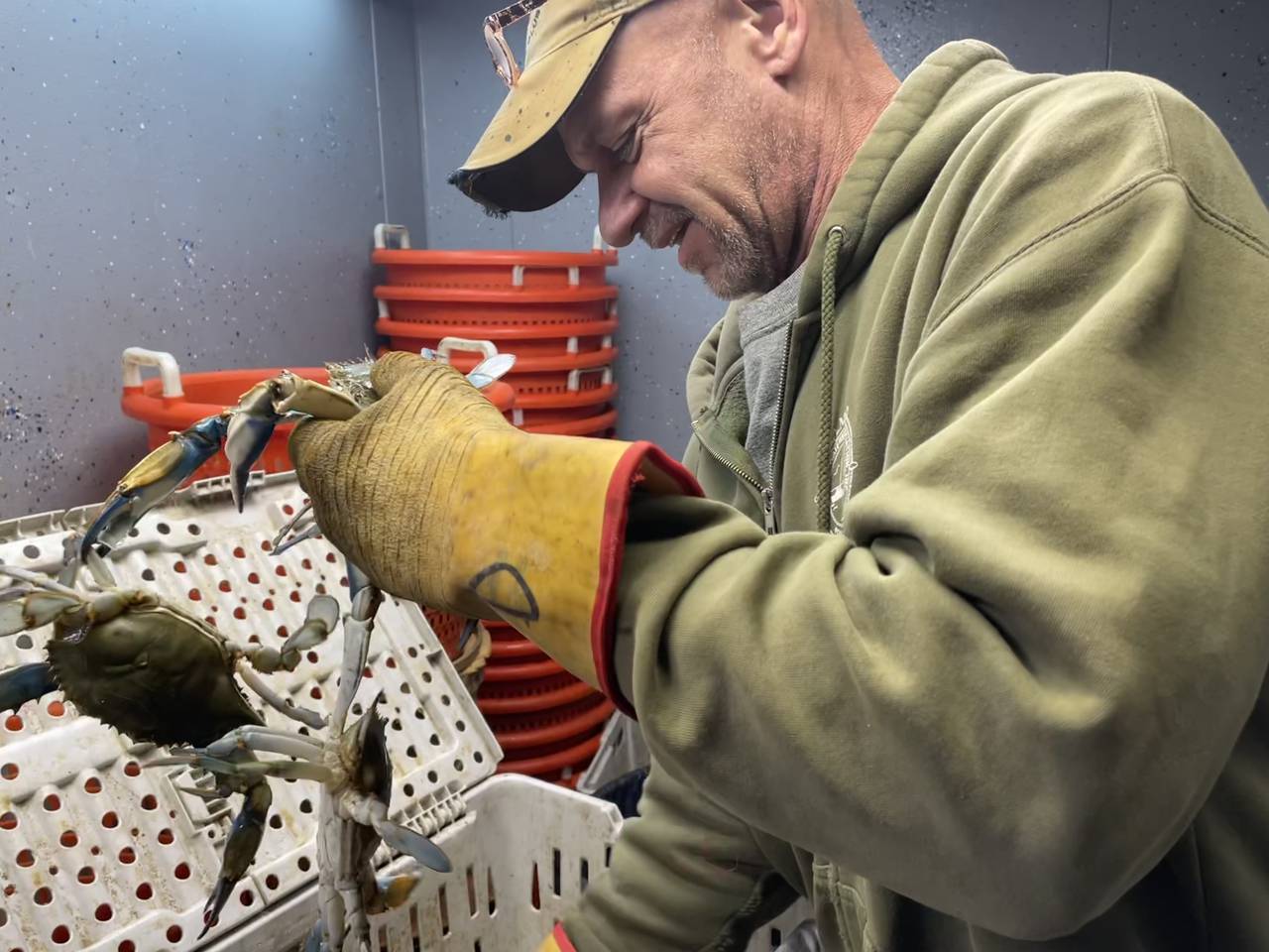 Former waterman Sam Werner handles crabs at his seafood shop in Curtis Bay.