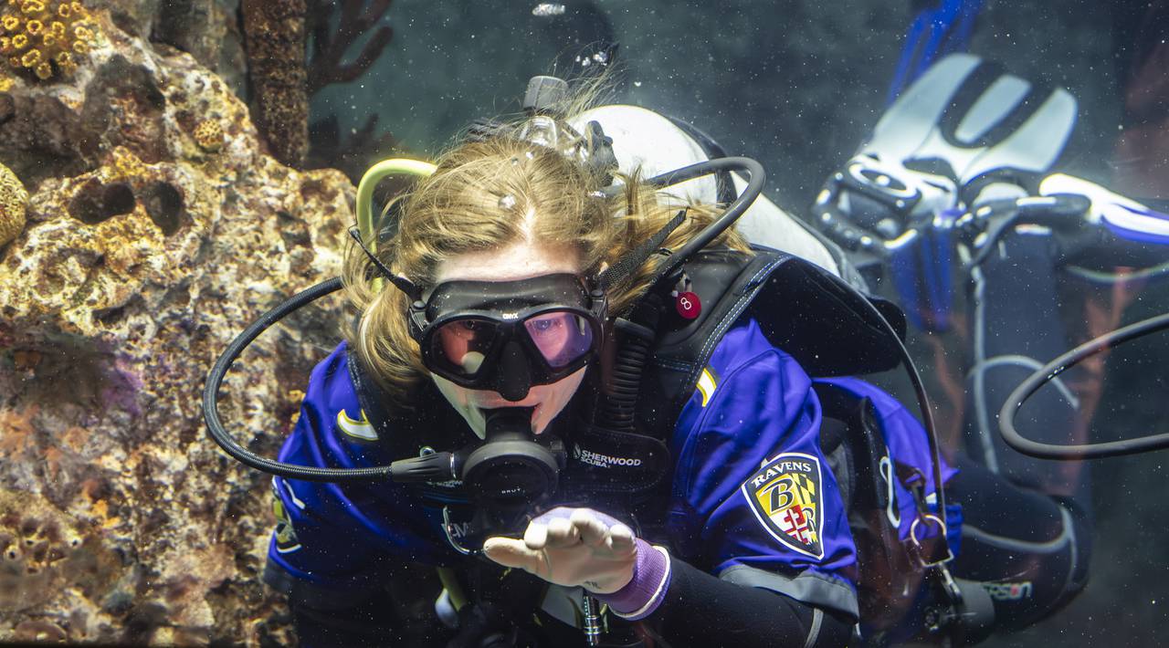 Staff and volunteer divers at the National Aquarium in Baltimore show off their Baltimore Ravens pride ahead of the AFC Championship game this weekend on January 26, 2024.