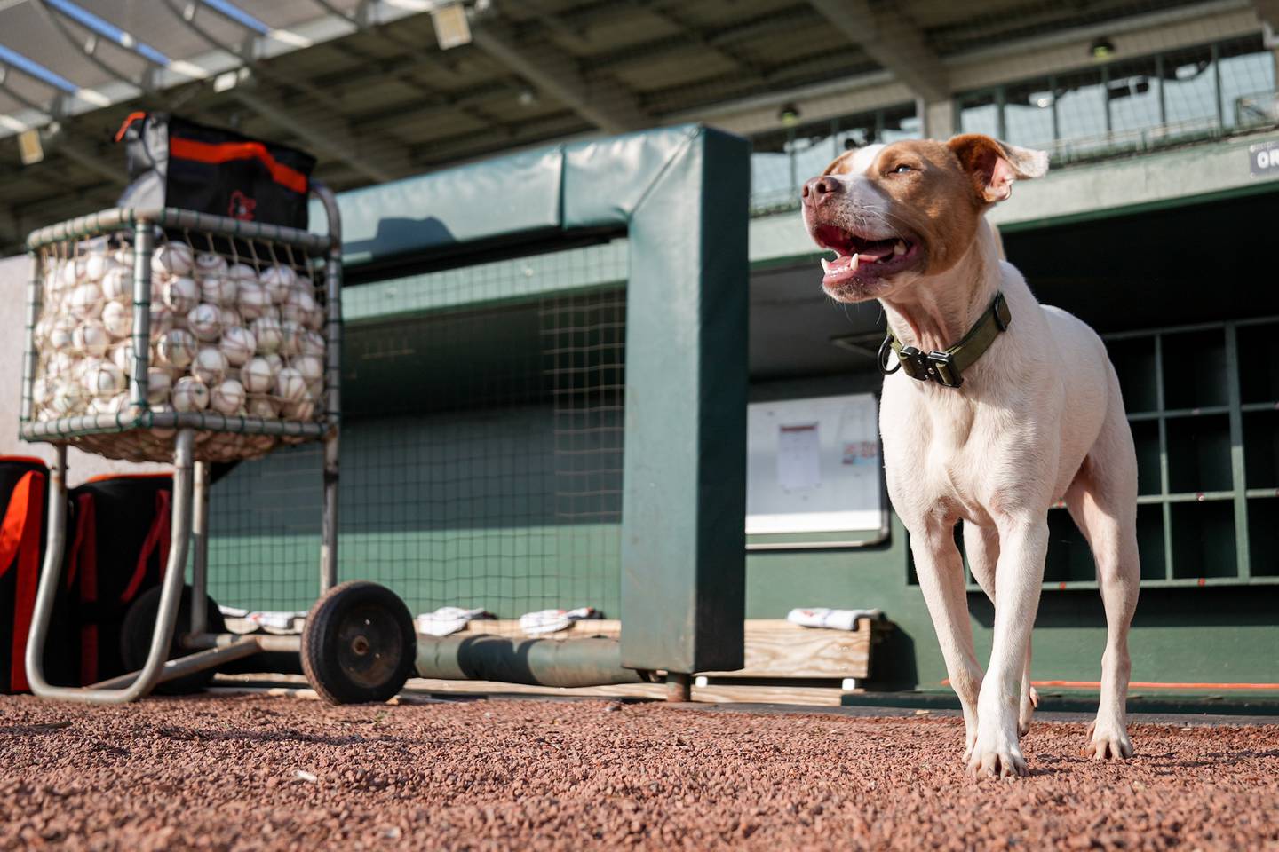 Thatch, groundskeeper Drew Wolcott’s dog, sprints out of the dugout and onto the warning track at Ed Smith Stadium on March 4. Thatch accompanies Wolcott every day as he and his crew work on the field.