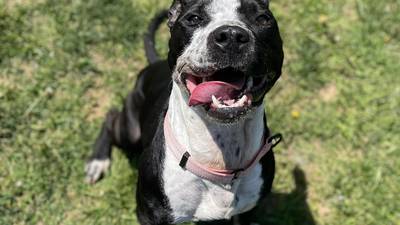Baltimore County shelter waives adoption fees for one week