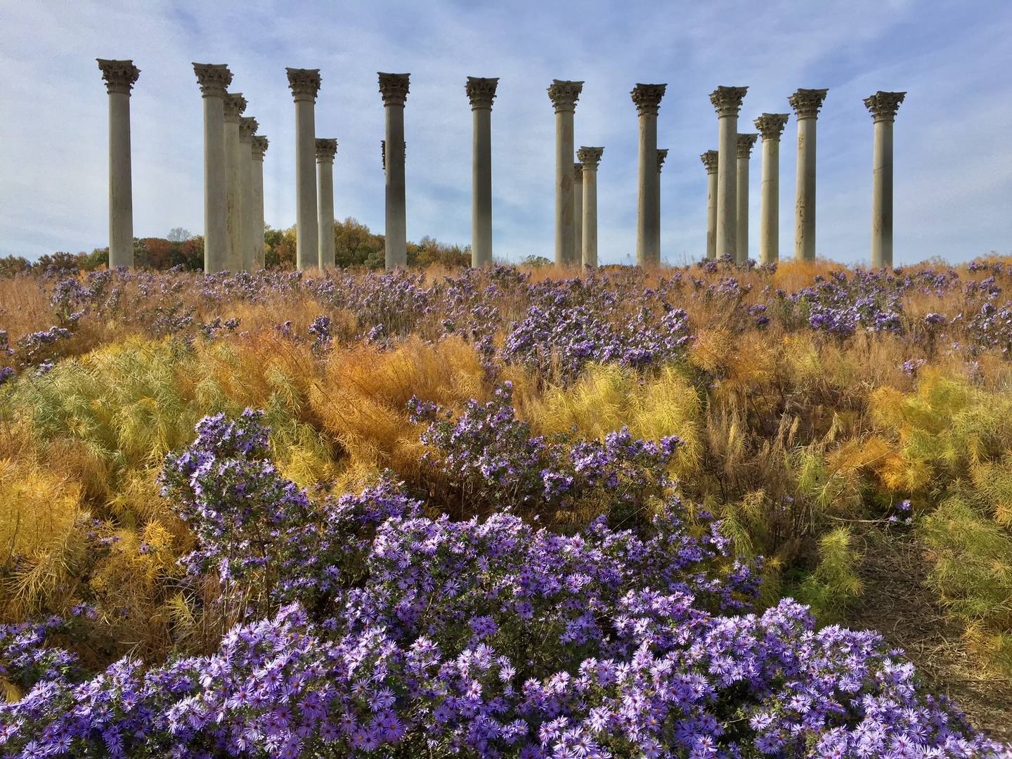 To see what a plant will look like in maturity, there's no better resource than the National Arboretum in Washington, D.C., where the modern movement towards meadows and naturalistic plantings is on full display.