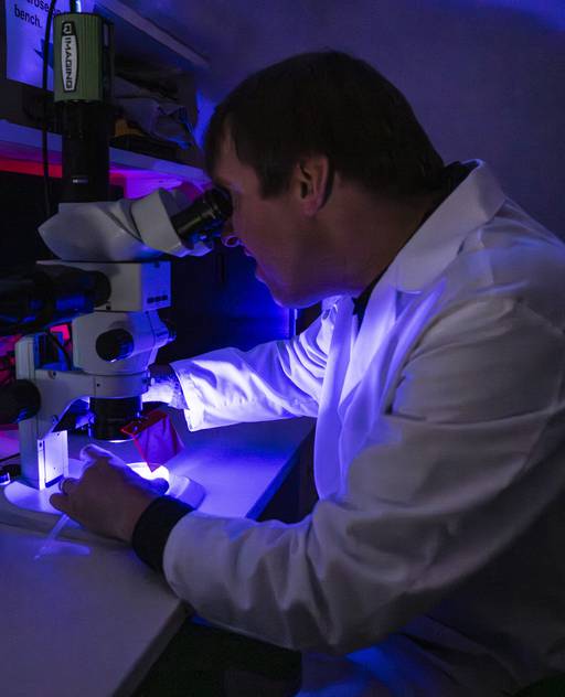 Doctor Conor McMeniman studies transgenic mosquitos under a microscope.