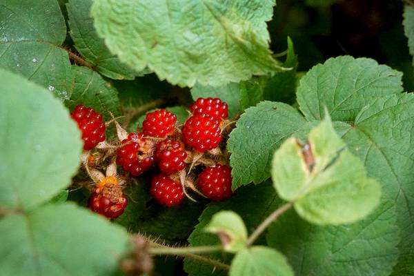 7 wineberry recipes to make the most of the summer harvest