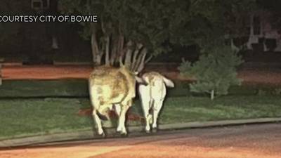 Odenton farm cows seen roaming miles away in Bowie neighborhood