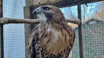 Hawk that’s been through hell escapes after another brush of bad luck
