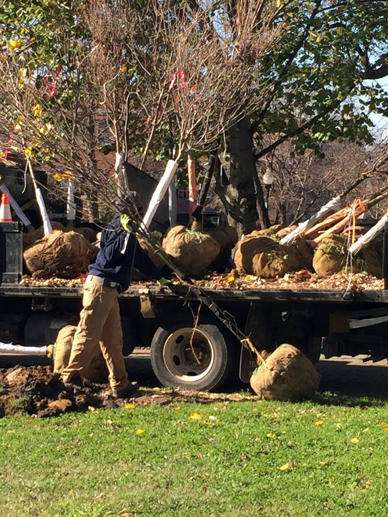 A Princeton Elm is hauled off a Baltimore Tree Trust truck for planting after a storm in Federal Hill Park.
