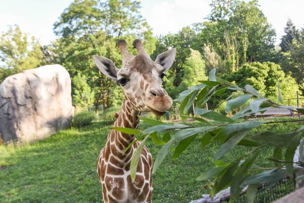 Willow, a giraffe at the Maryland Zoo, unexpectedly falls ill and dies