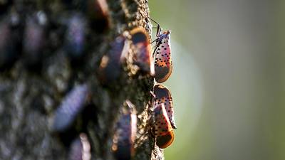 Think spotted lanternflies are bad now? Wait until they swarm.