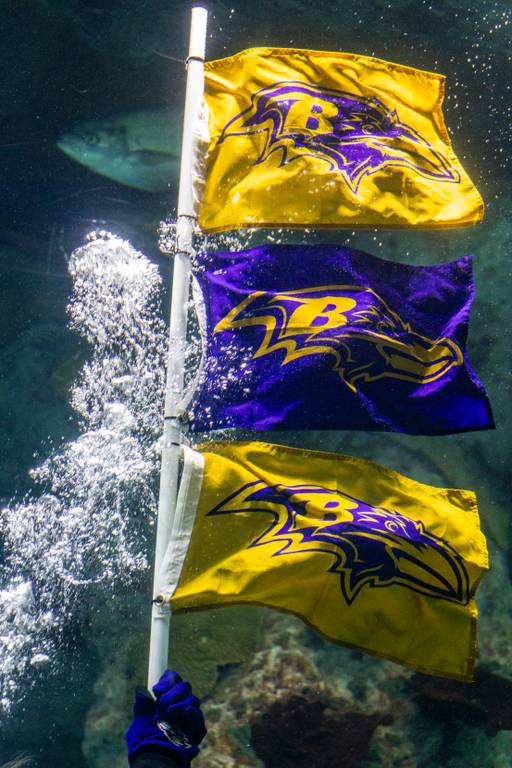 Divers at the National Aquarium take the “purple plunge” on Friday, Jan. 26, 2024 to support the Ravens’ upcoming AFC Championship on Sunday.