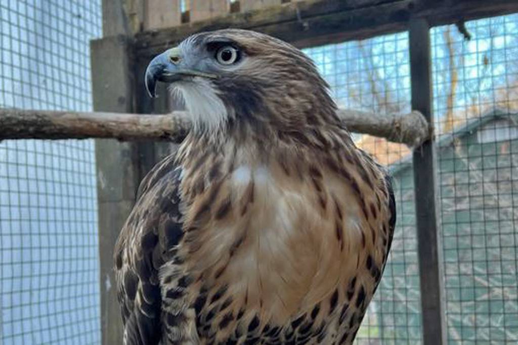 Stella the hawk in on the loose after a fallen tree broke open her enclosure at Oregon Ridge Nature Center in Cockeysville.