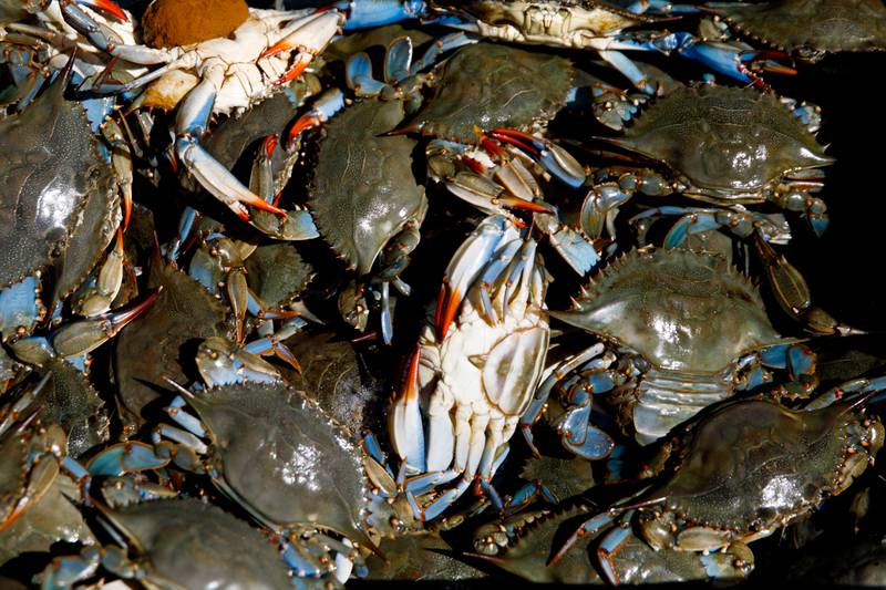 Crabs caught by JC Hudgins in the Chesapeake Bay in Mathews, Va., on Friday, June 10, 2022.