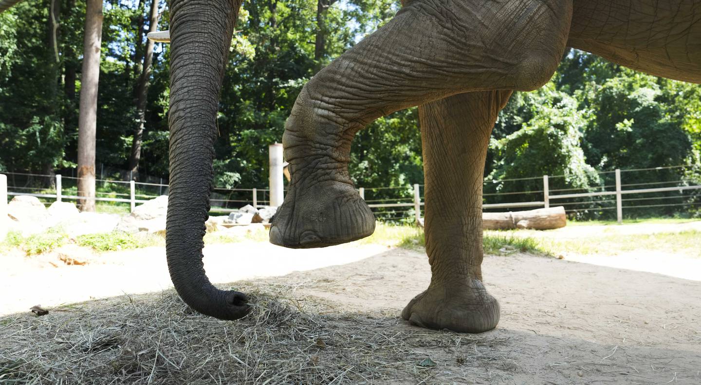 Anna, a 48 year old African Elephant, balances her 8,370lb body on one foot at the Maryland Zoo on August 23, 2023.