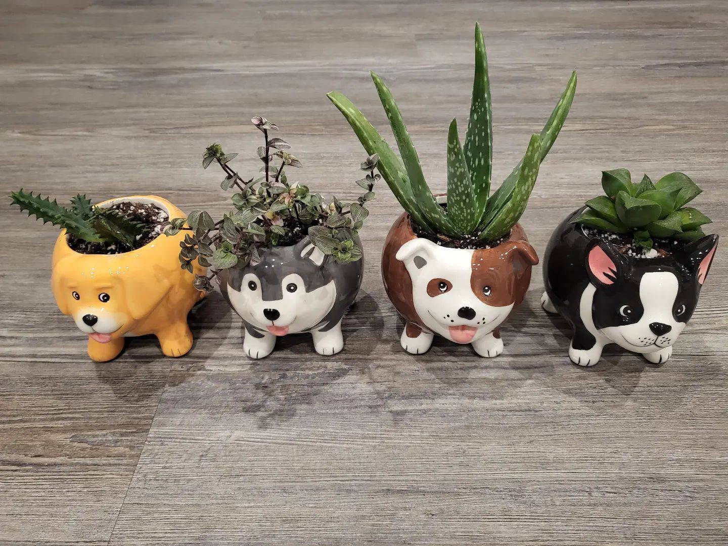 Animal planters with succulents for sale at Kelley Gardens.