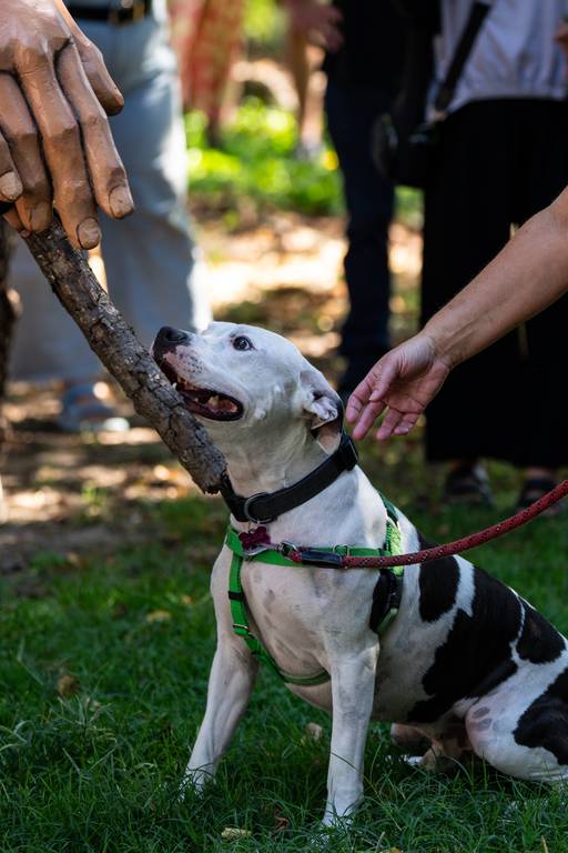 Amal offers a dog a stick from the “doggie stick library” in Patterson Park on Saturday, Sept. 16, 2023.