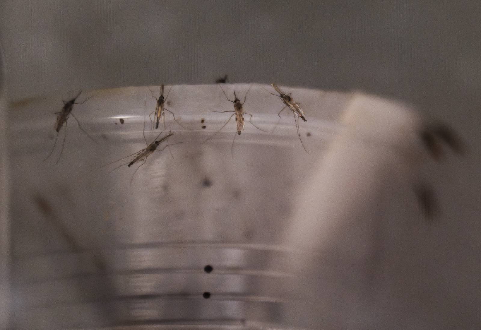 Mosquitos at the Johns Hopkins Bloomberg School of Public Health Malaria Research Institute Insectary.