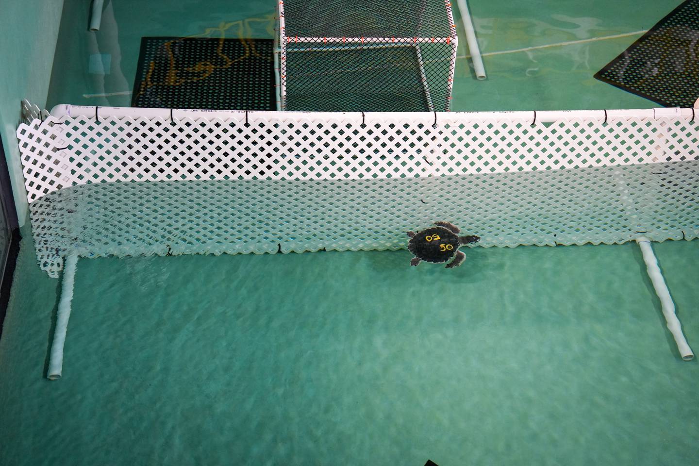 A kemp's ridley sea turtle undergoing rehabilitation at the National Aquarium.