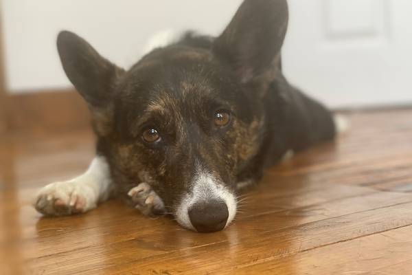 Commentary: Navigating the complicated web of insuring my pet Corgi