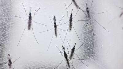 Johns Hopkins breeds millions of mosquitoes — to stop them from killing you