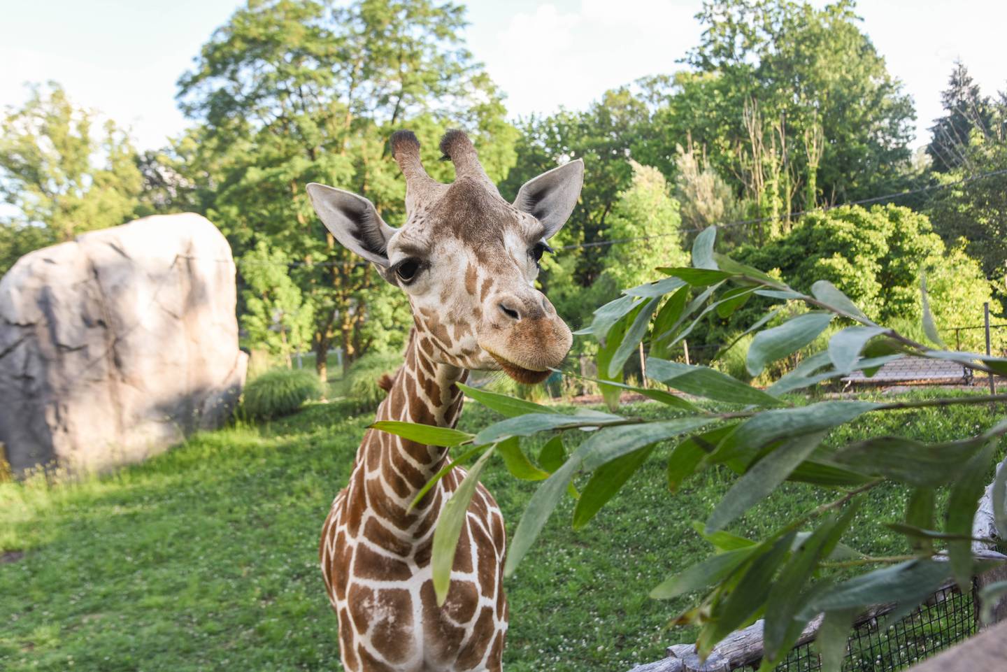 Willow, a reticulated giraffe at the Maryland Zoo in Baltimore, died on Monday.