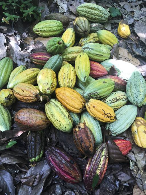 Jinji Fraser shows cacao beans in Haiti in 2018. (photo courtesy of Fraser)