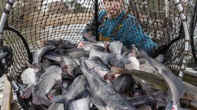 Maryland has a blue catfish problem. Start eating them to help.