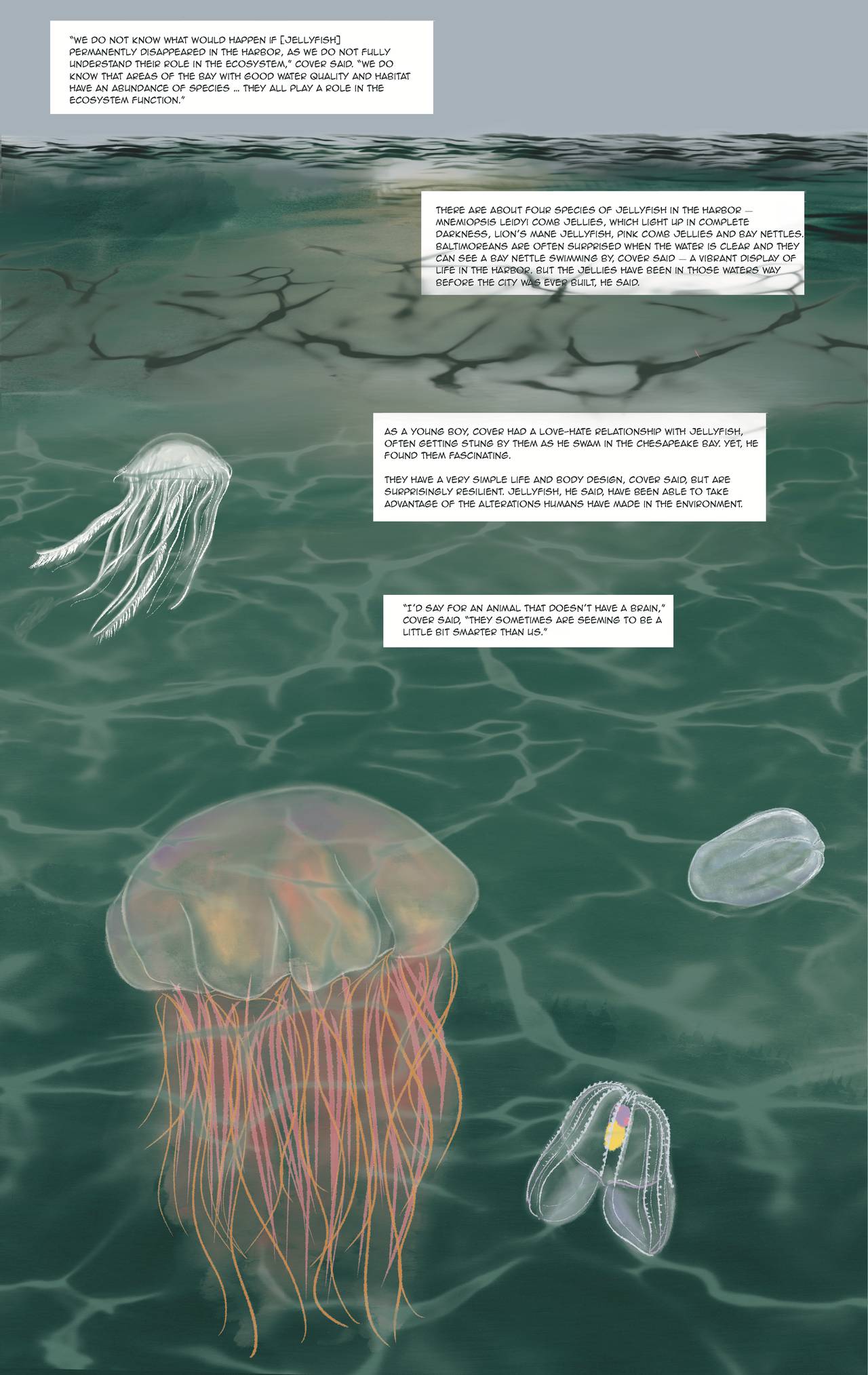 "We do not know what would happen if [jellyfish] permanently disappeared in the Harbor, as we do not fully understand their role in the ecosystem," Cover said. "We do know that areas of the Bay with good water quality and habitat have an abundance of species... they all play a role in the ecosystem function." There are about four species of jellyfish in the Harbor - mnemiopsis leidyi comb jellies, which light up in complete darkness, lion's mane jellyfish, pink comb jellies and bay nettles. Baltimoreans are often surprised when the water is clear and they can see a bay nettle swimming by, Cover said - a vibrant display of life in the Harbor. But the jellies have been in those waters way before the city was ever build, he said. As a young boy, Cover had a love-hate relationship with jellyfish, often getting stung by them as he swam in the Chesapeake Bay. Yet, he found them fascinating. They have a very simple life and body design, Cover said, but are surprisingly resilient. Jellyfish, he said, have been able to take advantage of the alterations humans have made in the environment. "I'd say for an animal that doesn't have a brain," Cover said, "they sometimes are seeming to be a little bit smarter than us."