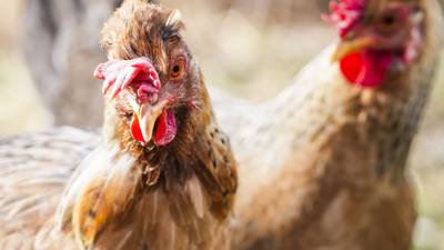 Avian flu found in backyard chicken flock in Charles County
