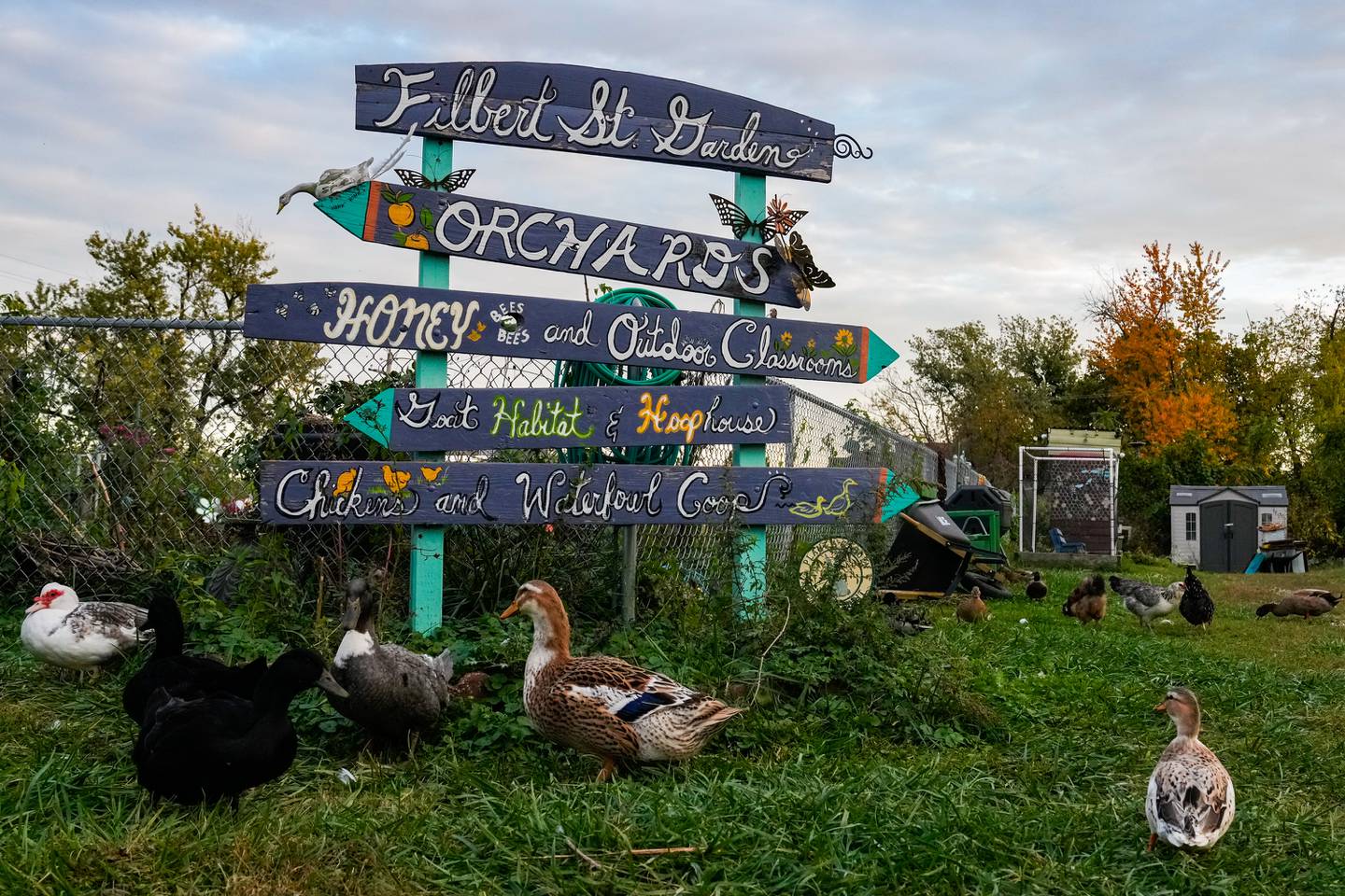 Ducks and chickens walk around a hand-painted sign directing visitors to the various sections of Filbert Street Garden.