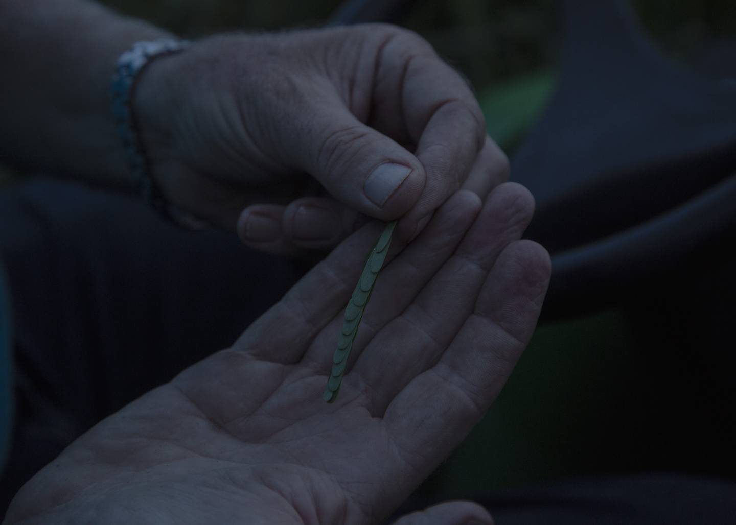 Jon Shaw shows a partridge pea leaf that closes at night taken from a pollinator filed at the Emory Farm on August 3rd, 2022 in Queenstown Maryland