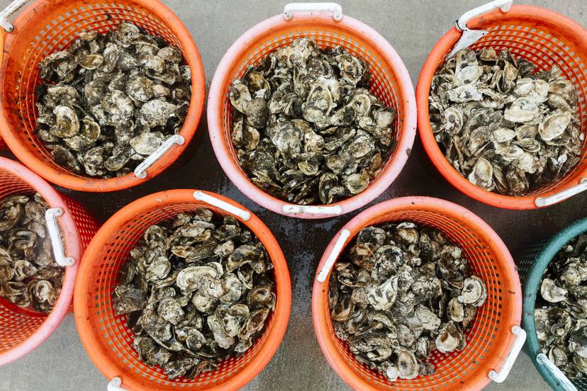 A collection of buckets full of spat- or baby oysters- sits on the edge of the Port Covington Marina during a volunteer event with the Chesapeake Bay Foundation on Friday, May 10, 2024 in Baltimore, MD. (Wesley Lapointe / for The Baltimore Banner)