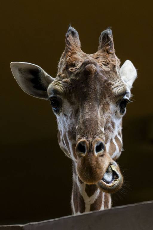 The Maryland Zoo in Baltimore collects giraffee poop and sends it to a biodigestor that turns it into fuel instead of dumping it in a landfill or burning it.