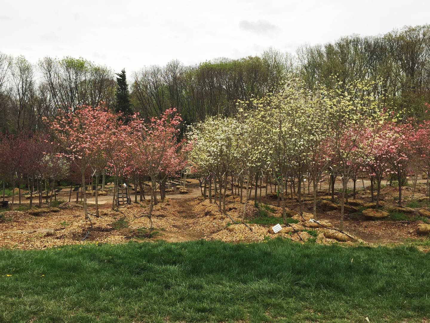 “People buy trees and shrubs in spring because they buy them when they’re in bloom,” says Ginny Rosenkranz, a University of Maryland Master Gardener Program coordinator. These are at Sun Nurseries in Woodbine, Md.