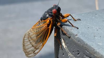 Most of Maryland will avoid emerging cicada swarms — except parts of one county