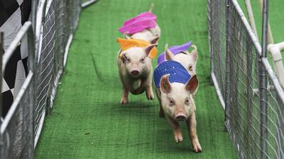 Photos: Pigtown celebrates its history with Squeakness races
