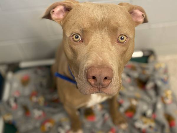 Out of dog space, BARCS waives adoption fees